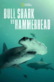 Bull Shark vs Hammerhead